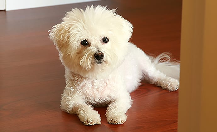 行動の変化に要注意!愛犬が出している重要なSOSサイン