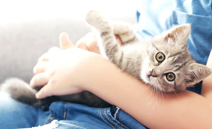 猫のノミ駆除から爪切りまで!まるごと子猫のお世話の仕方