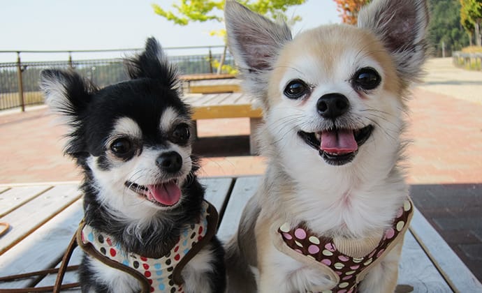 愛犬との生活を楽しむためのしつけや社会性
