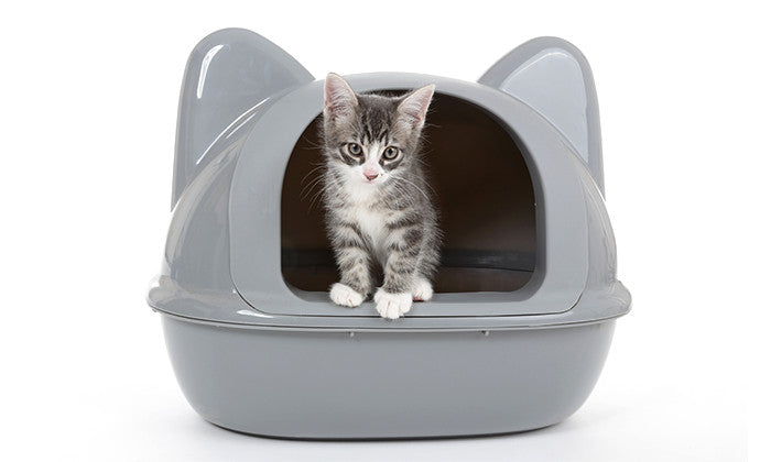 子猫のトイレトレーニング徹底解説!しつけ方から管理まで