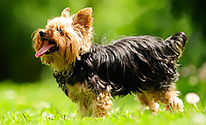 毛ヅヤが悪い時はフードの見直しを