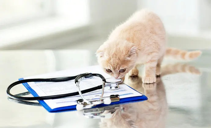 気になる猫の病気の症状や予防法まとめ! ニュートロ™公式通販