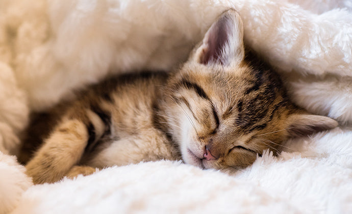 子猫を拾ったら