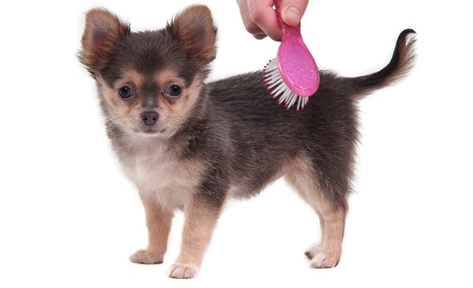 皮膚・被毛のお手入れポイント