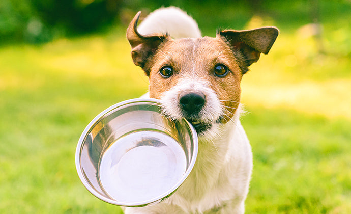 愛犬に合った適量な食事量の見分け方