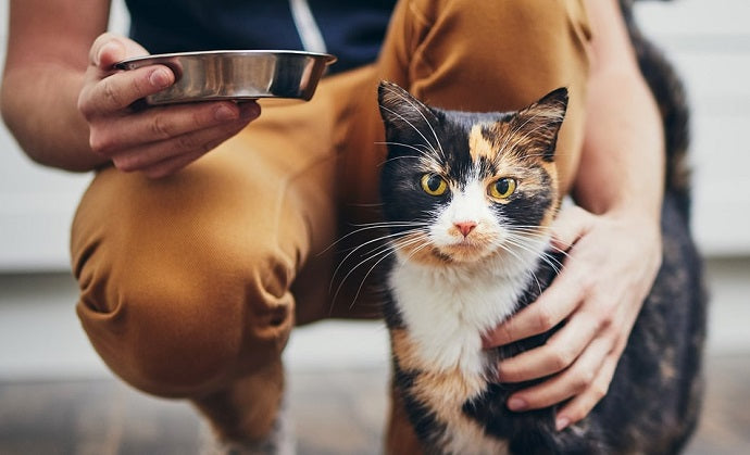 好き嫌いのある猫のために、キャットフードを食べてもらう4つの解決策