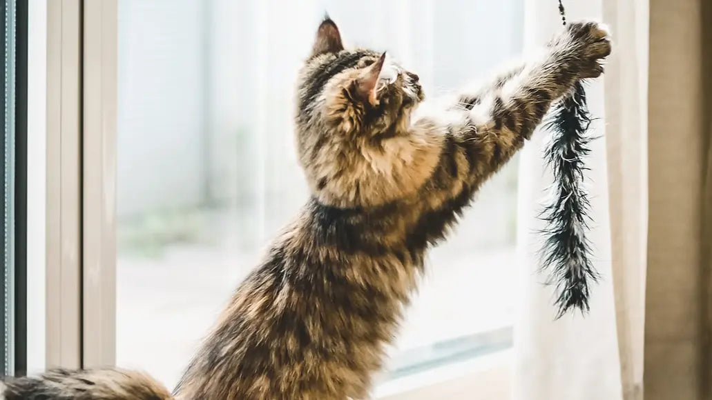 猫と一緒に遊ぶ!おすすめの遊び方6選 ニュートロ™公式通販