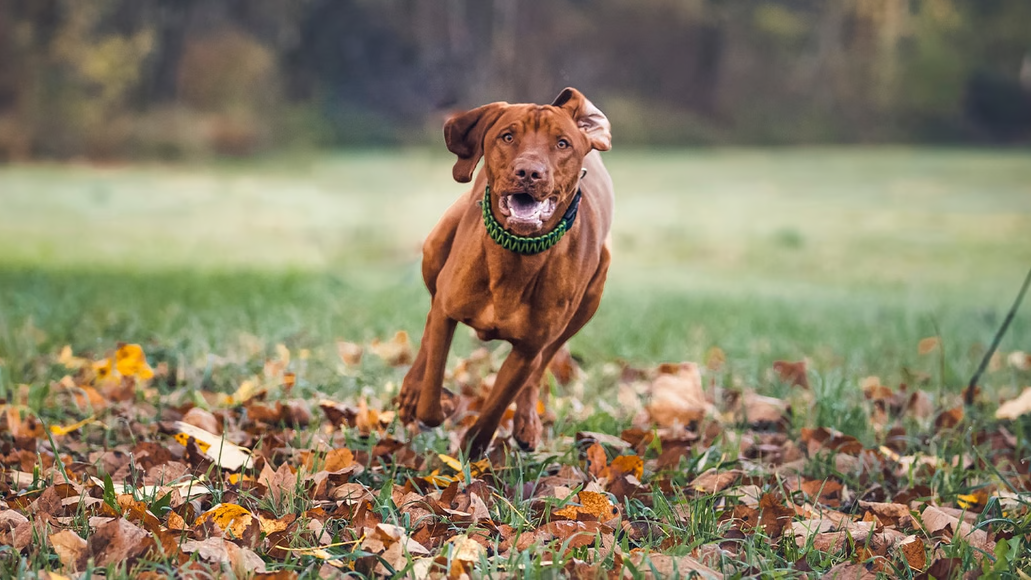 犬の健康管理に必要な運動量とは?効果的なエクササイズ方法