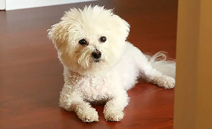 行動の変化に要注意！愛犬が出している重要なSOSサイン ニュートロ™公式通販