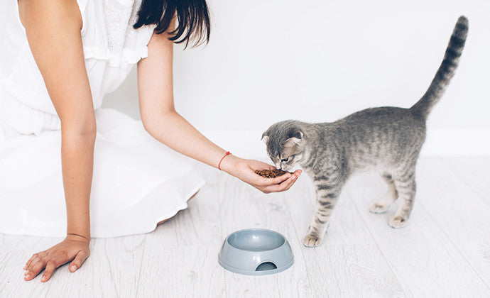 子猫にとっては危険な食べ物！猫に食べさせてはいけないものまとめ