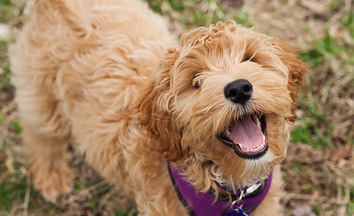 ドッグフードを食べない・選り好みをする理由と対策