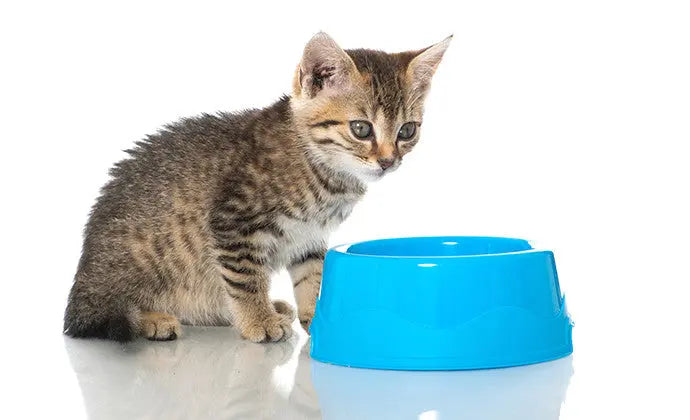 子猫の水分補給は大切！お水の管理と飲まないときの対処法 ニュートロ™公式通販