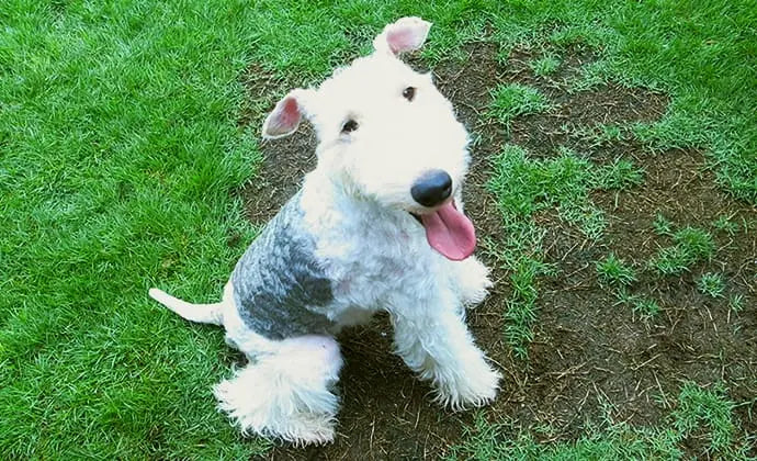 知っておくべき犬に食べさせてはいけないものまとめ ニュートロ™公式通販