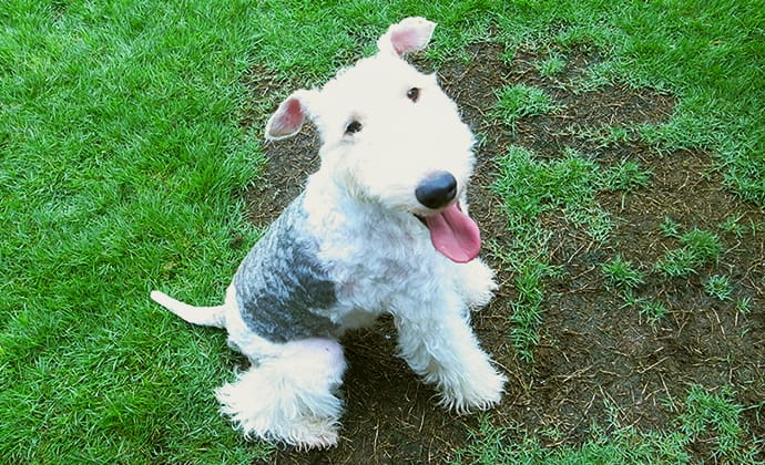 知っておくべき犬に食べさせてはいけないものまとめ