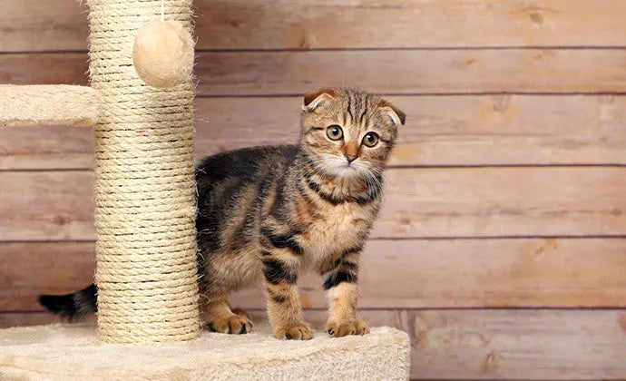 猫が爪とぎするのはなぜ？その理由と爪とぎ対策 ニュートロ™公式通販