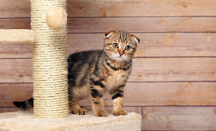 猫が爪とぎするのはなぜ？その理由と爪とぎ対策