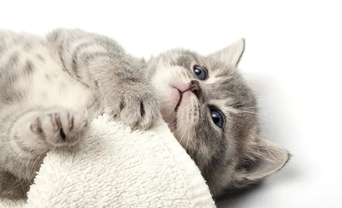 子猫がふみふみしたり噛む理由は？猫の習性と行動の意味まとめ ニュートロ™公式通販