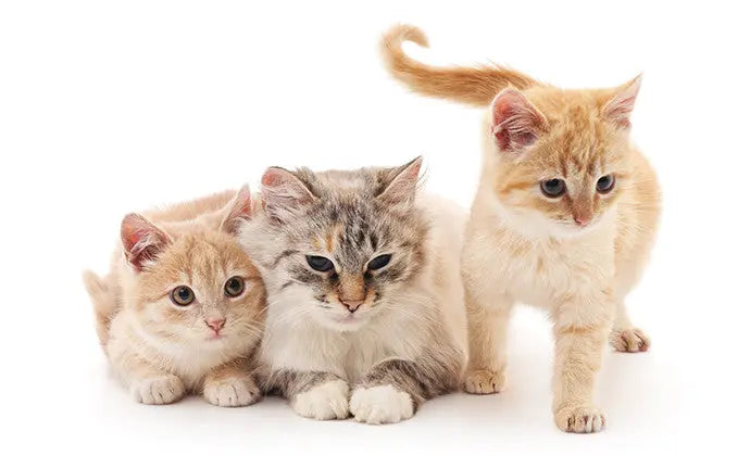 猫のしっぽでキモチが分かる！？まとめて解説！ ニュートロ™公式通販