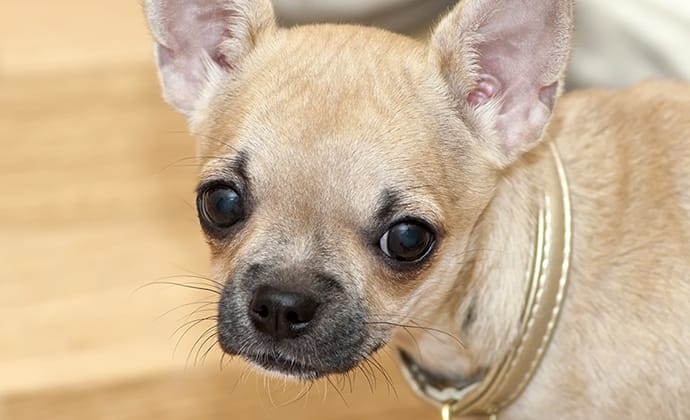 避妊・去勢手術と術後の注意点