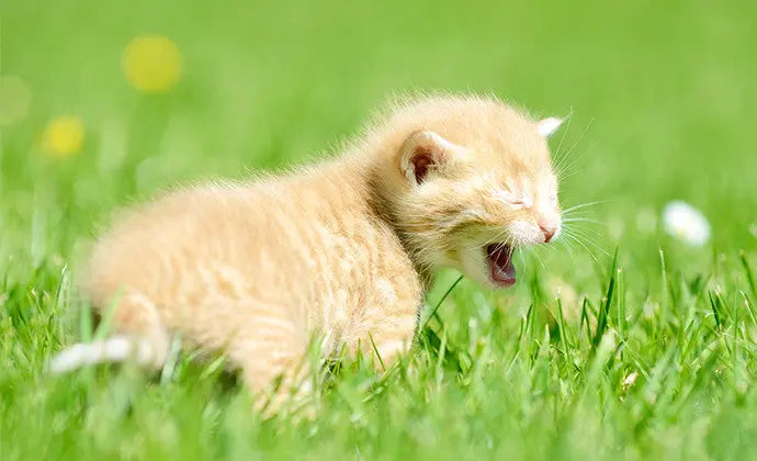 猫の鳴き声でキモチが分かる！？まとめて解説！ ニュートロ™公式通販