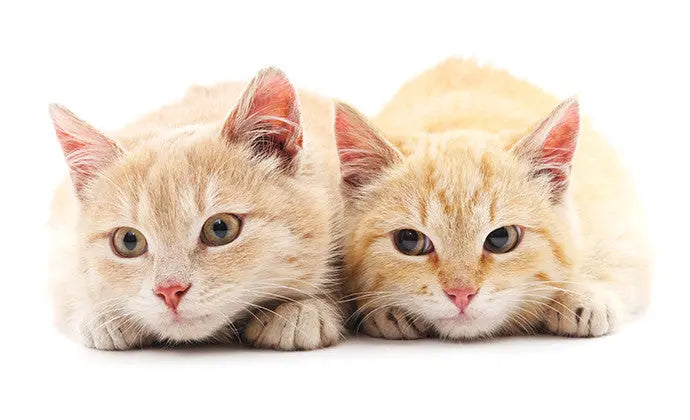 猫の避妊・去勢手術のメリットや配慮すべき点！時期や値段などまとめ ニュートロ™公式通販