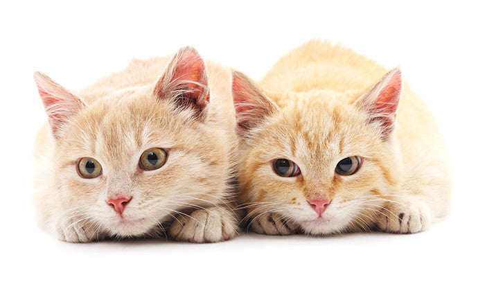 猫の避妊・去勢手術のメリットや配慮すべき点！時期や値段などまとめ