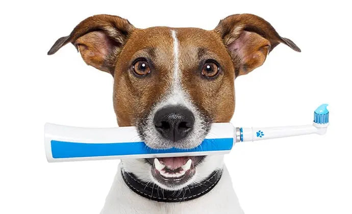 犬の8割は歯周病。歯磨き・デンタルケアのすすめ ニュートロ™公式通販