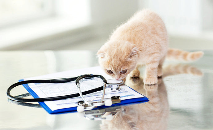 気になる猫の病気の症状や予防法まとめ！