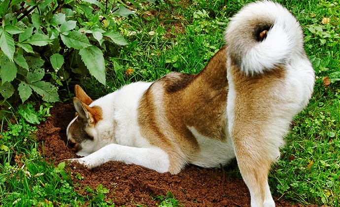 お散歩に潜む危険・注意点