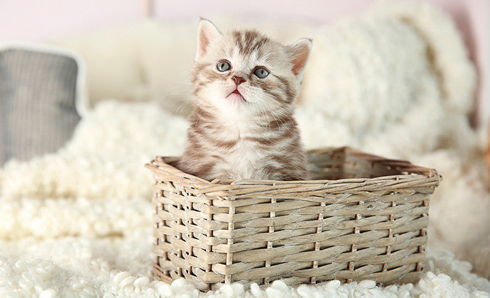 まるわかり！子猫の育て方