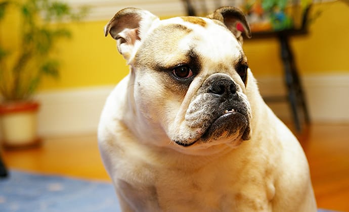 肥満に注意！上手なダイエットのコツ