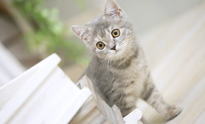 初めて猫を飼う人へ！ベッド・トイレなど子猫必須アイテム5選