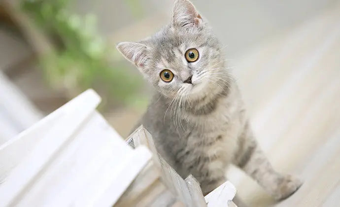 初めて猫を飼う人へ！ベッド・トイレなど子猫必須アイテム5選 ニュートロ™公式通販