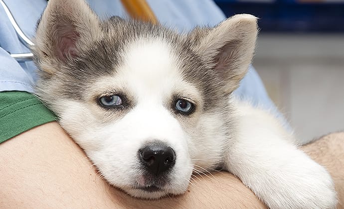 ドッグフードのかしこい選び方