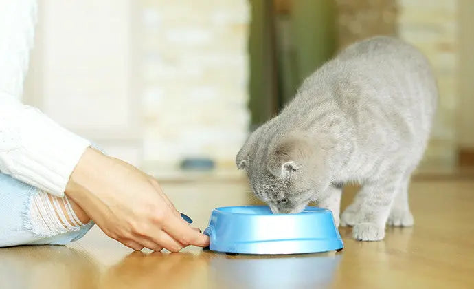 子猫の食事の与え方は？ミルクはいつまで？1歳までの子猫のごはんまとめ ニュートロ™公式通販