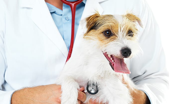 いい獣医さんの見つけ方