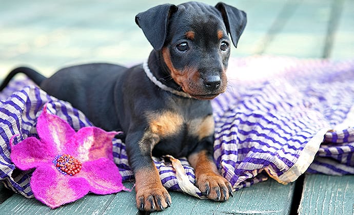 月齢や年齢に応じたフード選びはしっかりと！