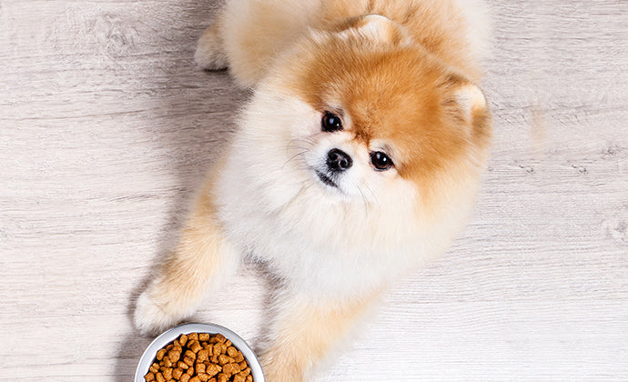 子犬の食事で気を付けること