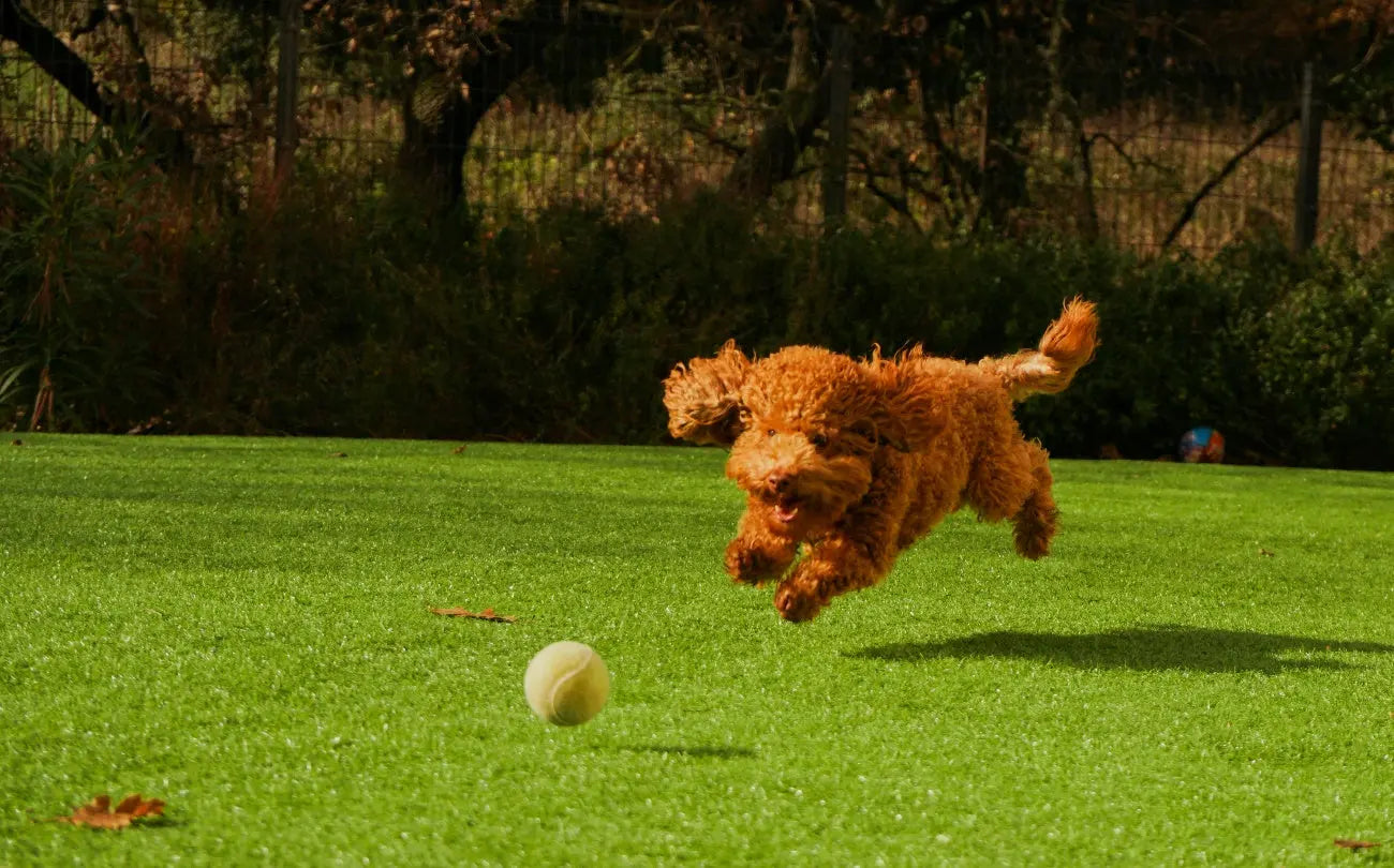 太りぎみの犬に起こるトラブルと理想的な体型の見極め方 ニュートロ™公式通販