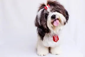 愛犬の安全を守るために、災害時に備えて飼い主がするべきこと ニュートロ™公式通販