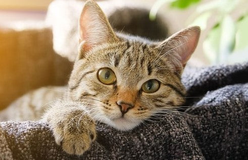 猫の毛玉問題に！3つの意外な事実と簡単な対策