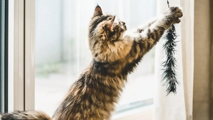 猫と一緒に遊ぶ！おすすめの遊び方6選 ニュートロ™公式通販