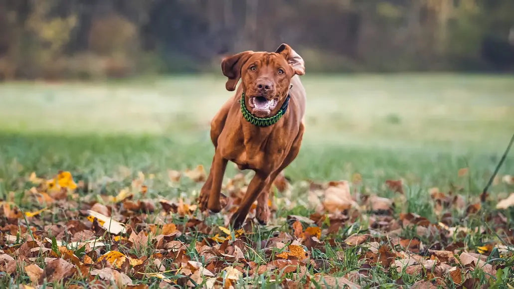 犬の健康管理に必要な運動量とは？効果的なエクササイズ方法 ニュートロ™公式通販