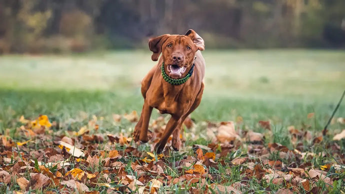 犬の健康管理に必要な運動量とは？効果的なエクササイズ方法 ニュートロ™公式通販