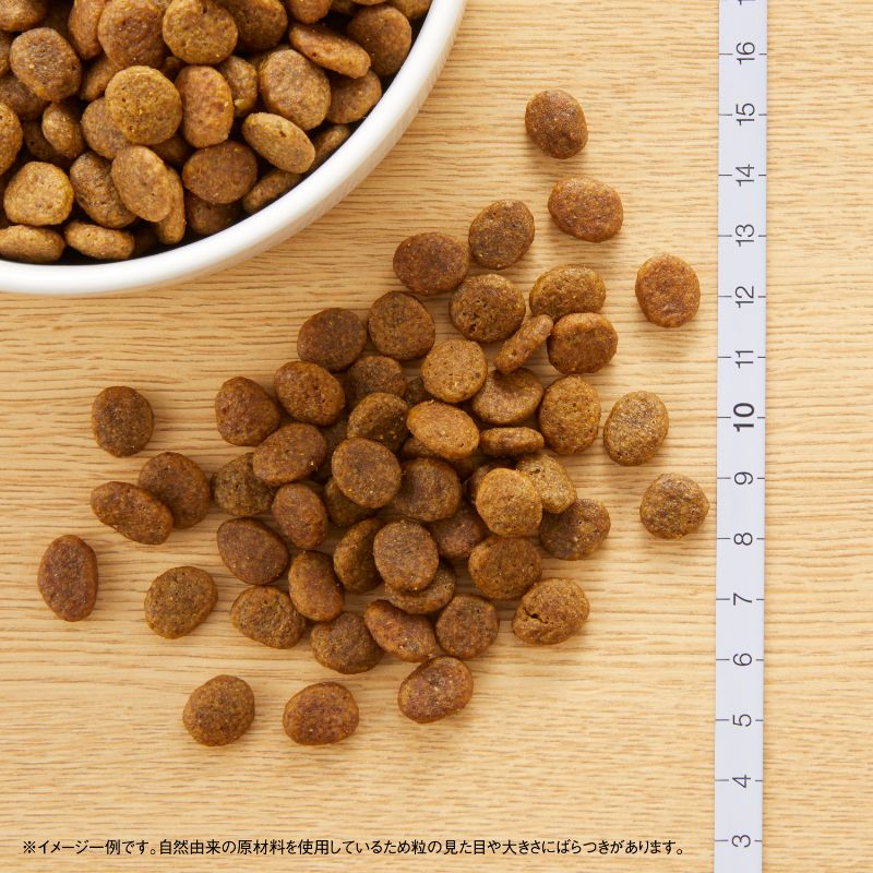 ニュートロ ワイルド レシピ 超小型犬〜小型犬用 成犬用 ターキー 800g/2kg/4kg