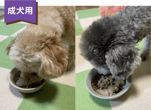 成犬用