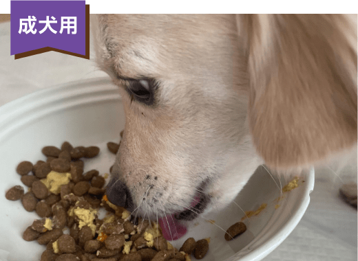 成犬用