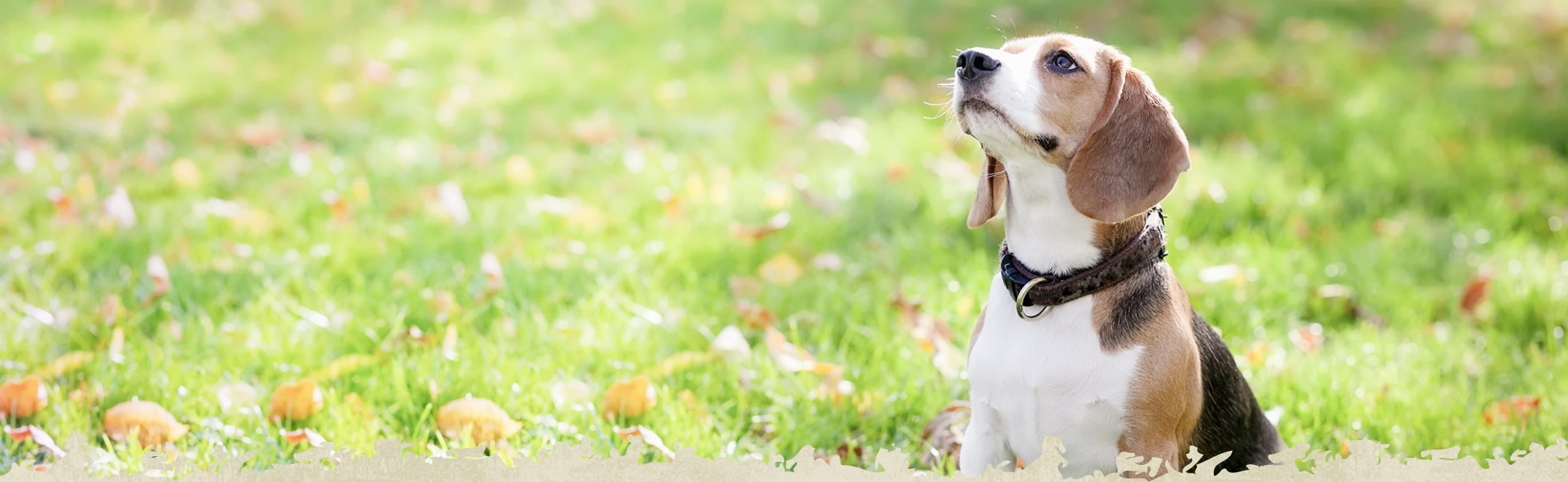 ニュートロ ナチュラル チョイス 中型犬～大型犬用 成犬用 ラム＆玄米