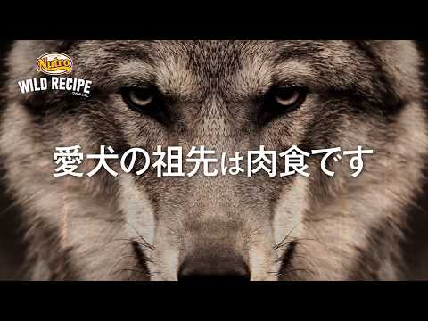 ニュートロ ワイルド レシピ 超小型犬～小型犬用 子犬用 ターキー